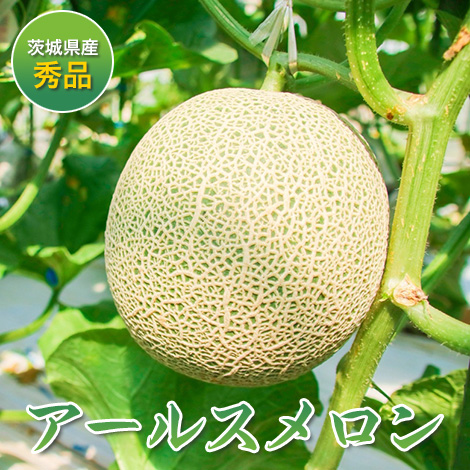 生産者さんのアールスメロン事前予約開始！