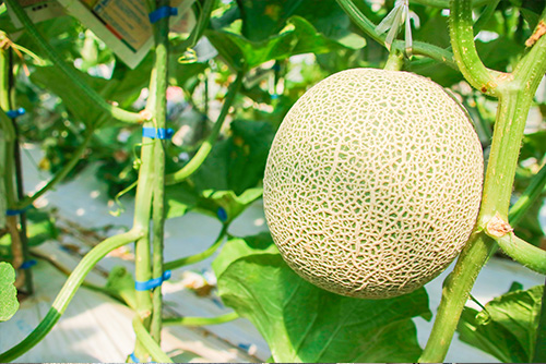 ■生産量日本一の茨城県が誇る旬のメロンが常総に集結